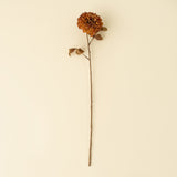 Pompon Dahlia Stem | Brown