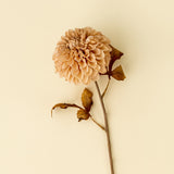 Pompon Dahlia Stem | Cream