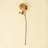 Pompon Dahlia Stem | Cream