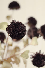 Pom Pom Floral Spray | Midnight