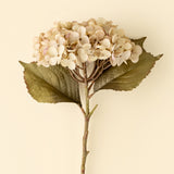 Heirloom Hydrangea Stem | White
