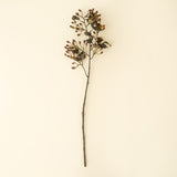 Hipericum Spray