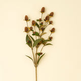 Globe Amaranth Spray | Brown