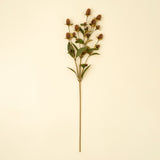 Globe Amaranth Spray | Brown