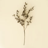 Smoked Eucalyptus Spray