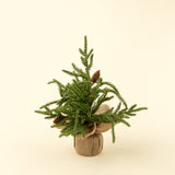Winterwood Tabletop Tree | Small