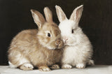Canvas Print 11x14 | Easter Bunny Duo