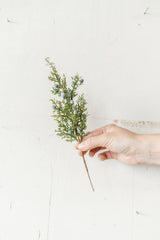 Juniper Spray | 12"