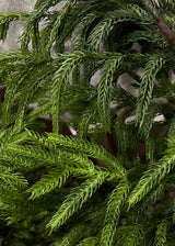 Fresh Touch Norfolk Pine Wreath | 20"