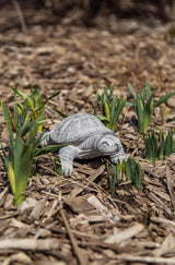 Cement Turtle