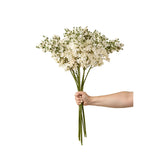 Delphinium Floral Stem | White
