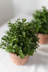 Potted Boxwood