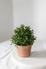 Potted Boxwood