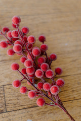 Red Sugared Berry Spray | 18"