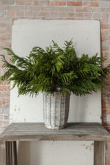 Fresh Touch Norfolk Pine Branch | 40"