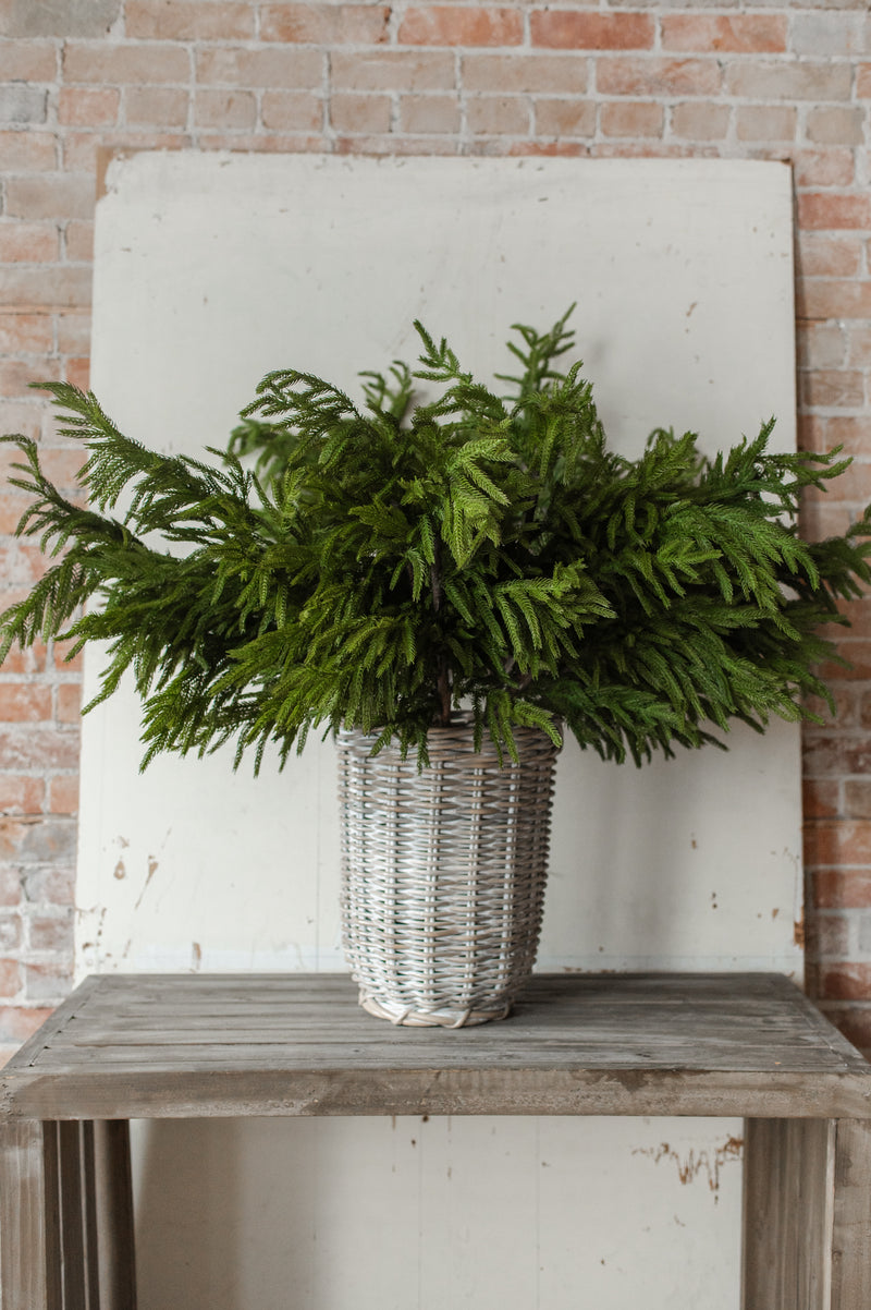 Fresh Touch Norfolk Pine Branch | 40"