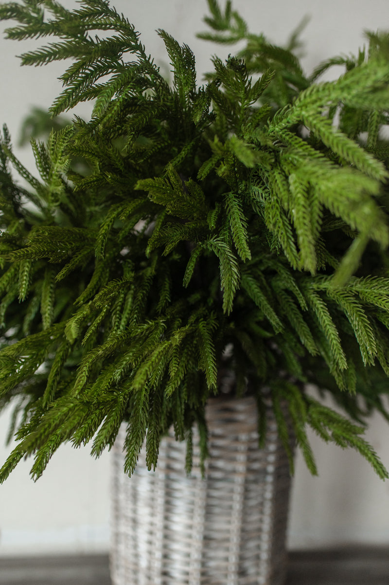 Fresh Touch Norfolk Pine Branch | 40"