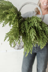 Fresh Touch Baby Norfolk Pine Spray | 34"