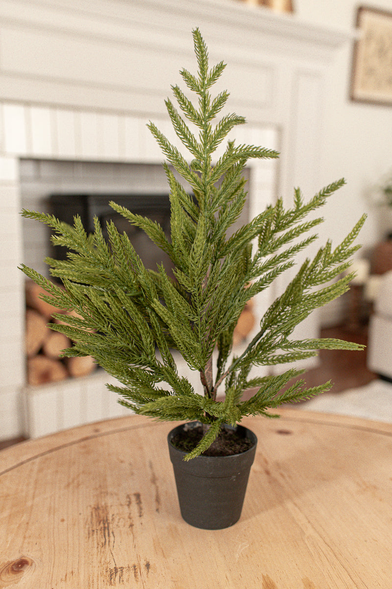 Fresh Touch Potted Norfolk Pine | 19"
