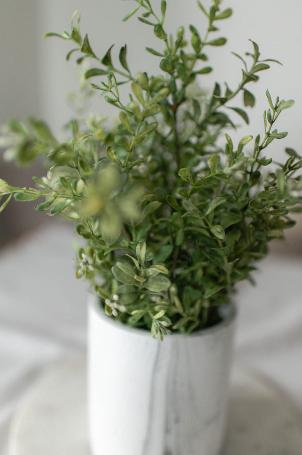 Potted Boxwood | Small