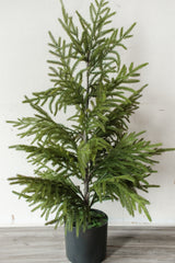 Fresh Touch Potted Norfolk Pine | 40"