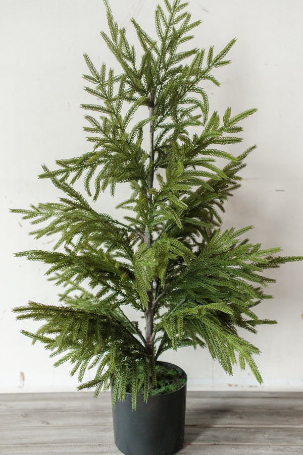 Fresh Touch Potted Norfolk Pine | 40"