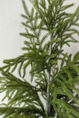 Fresh Touch Potted Norfolk Pine | 40"