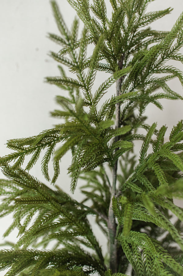 Fresh Touch Potted Norfolk Pine | 40"