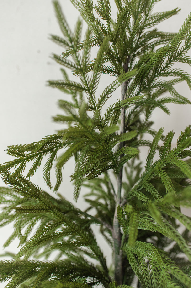 Fresh Touch Potted Norfolk Pine | 40"