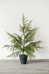 Fresh Touch Potted Norfolk Pine | 26"