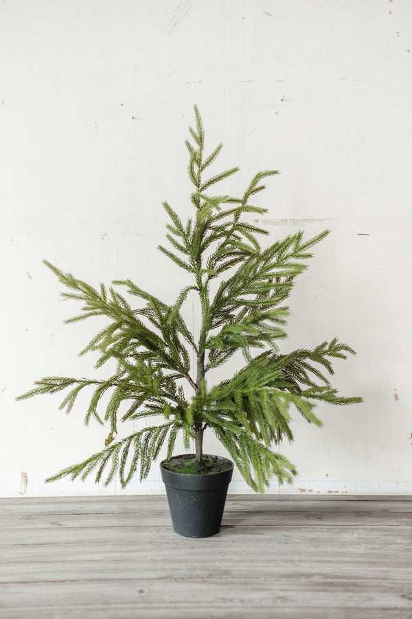 Fresh Touch Potted Norfolk Pine | 26"