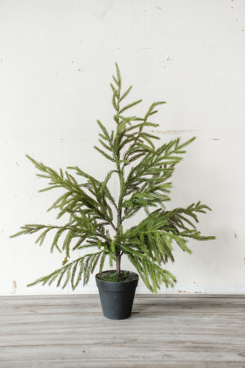 Fresh Touch Potted Norfolk Pine | 26"