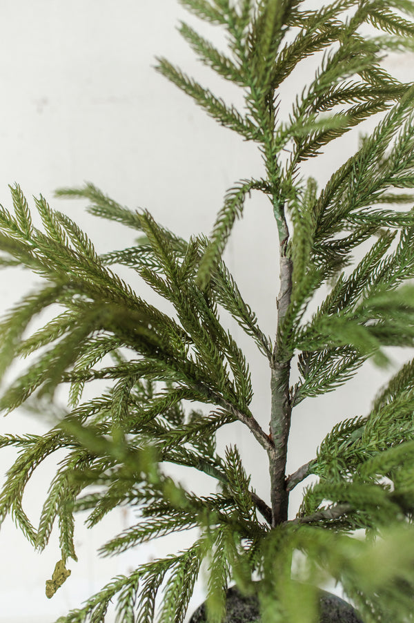 Fresh Touch Potted Norfolk Pine | 26"