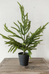 Fresh Touch Potted Norfolk Pine | 19"