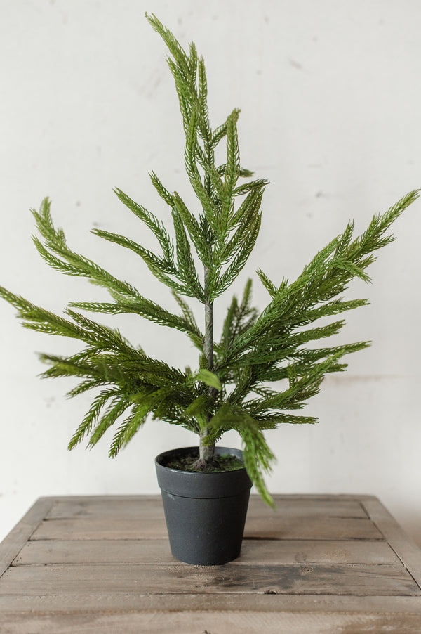 Fresh Touch Potted Norfolk Pine | 19"