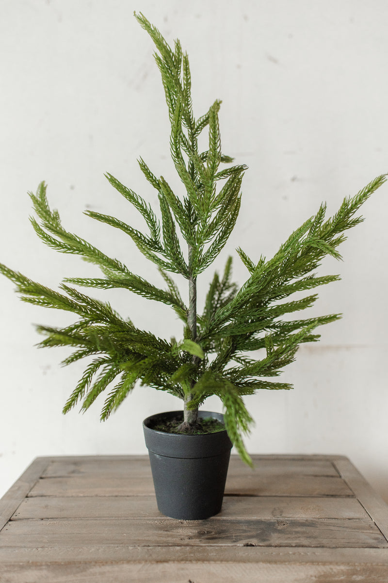 Fresh Touch Potted Norfolk Pine | 19"