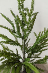 Fresh Touch Potted Norfolk Pine | 19"