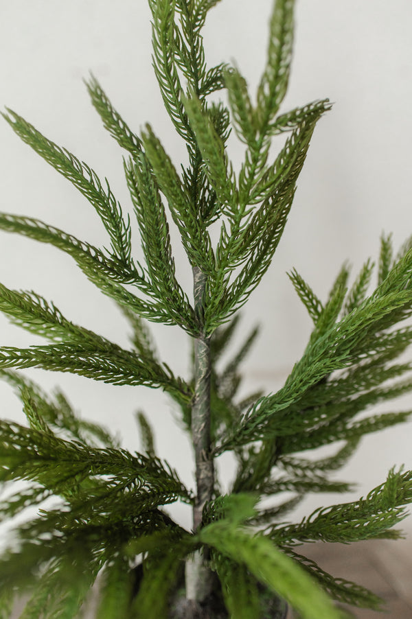 Fresh Touch Potted Norfolk Pine | 19"