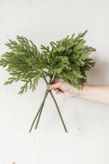 Fresh Touch Baby Norfolk Pine Bundle | 17"