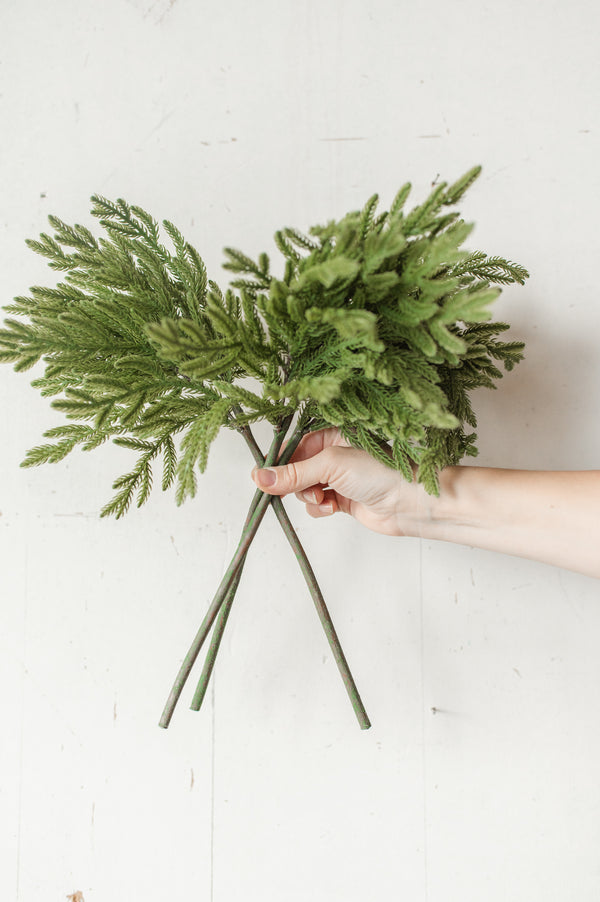 Fresh Touch Baby Norfolk Pine Bundle | 17"