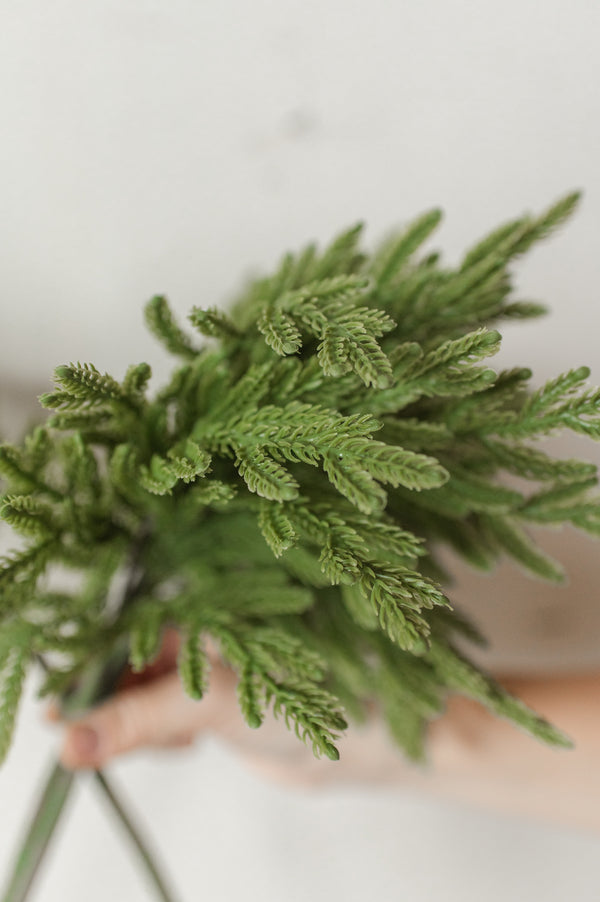 Fresh Touch Baby Norfolk Pine Bundle | 17"