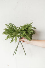 Fresh Touch Baby Norfolk Pine Bundle | 17"