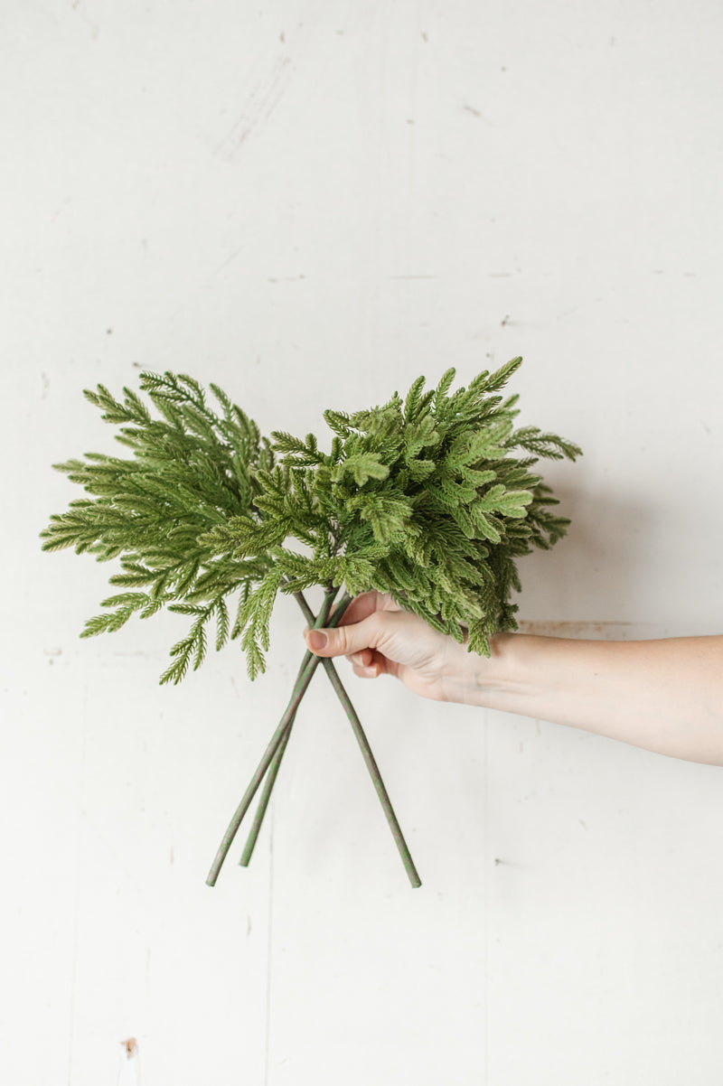 Fresh Touch Baby Norfolk Pine Bundle | 17"