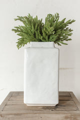 Fresh Touch Baby Norfolk Pine Bundle | 17"