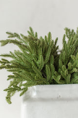 Fresh Touch Baby Norfolk Pine Bundle | 17"