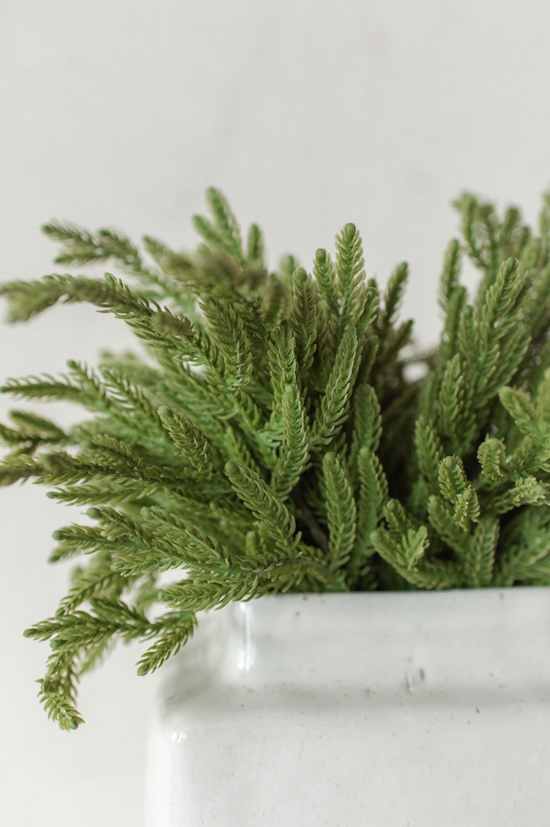 Fresh Touch Baby Norfolk Pine Bundle | 17"