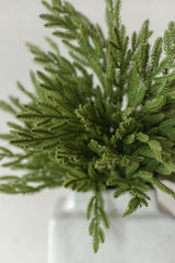 Fresh Touch Baby Norfolk Pine Spray | 23"