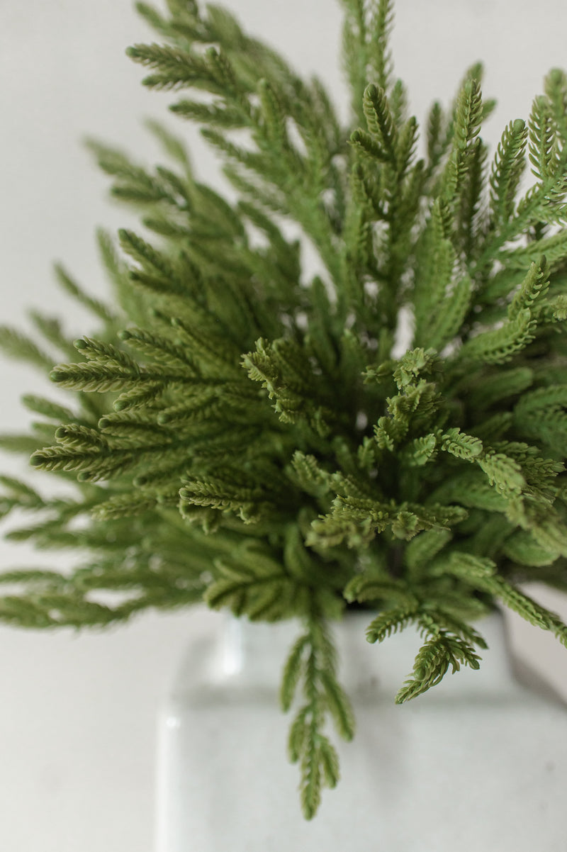 Fresh Touch Baby Norfolk Pine Spray | 23"