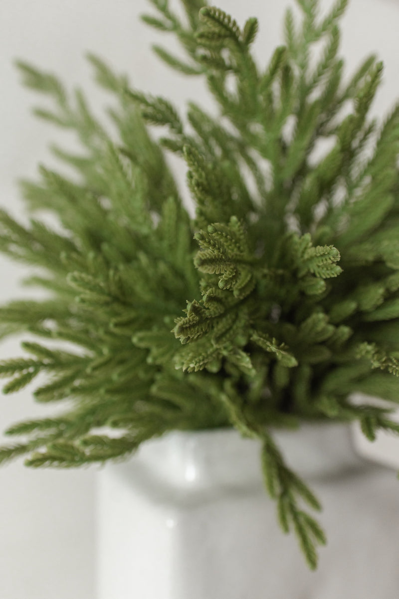 Fresh Touch Baby Norfolk Pine Spray | 23"