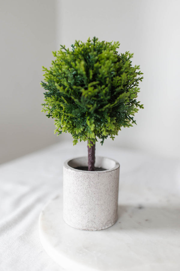 Potted Conifer Topiary